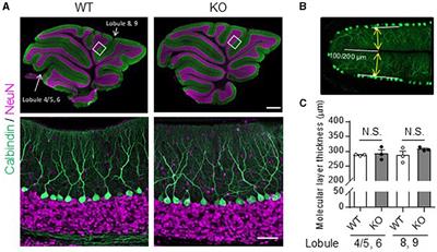 Corrigendum: Contribution of thyrotropin-releasing hormone to cerebellar long-term depression and motor learning